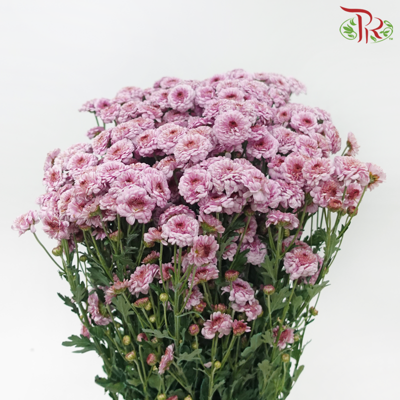 Chrysanthemum Pompom - Button Thistle Purple (12 Stems)-Purple-Malaysia-prflorist.com.my