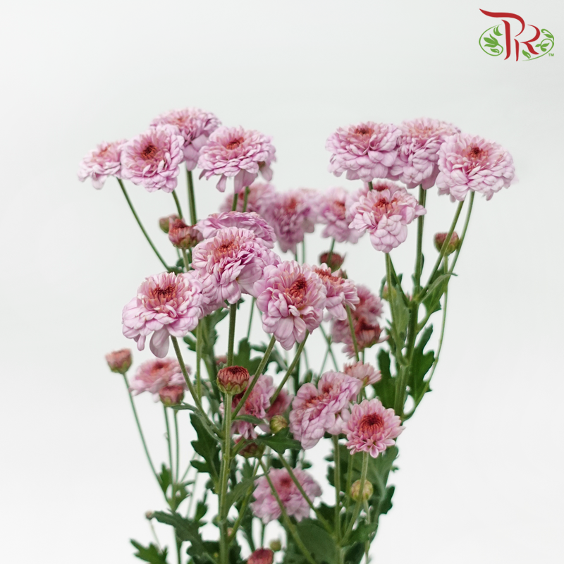 Chrysanthemum Pompom - Button Thistle Purple (12 Stems)-Purple-Malaysia-prflorist.com.my