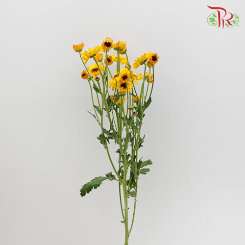 Chrysanthemum Pompom - Cat Eye (12 Stems)-Yellow-Malaysia-prflorist.com.my