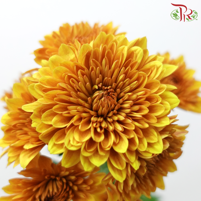 Chrysanthemum Pompom - Copito Golden Brown (12 Stems)-Golden Brown-Malaysia-prflorist.com.my