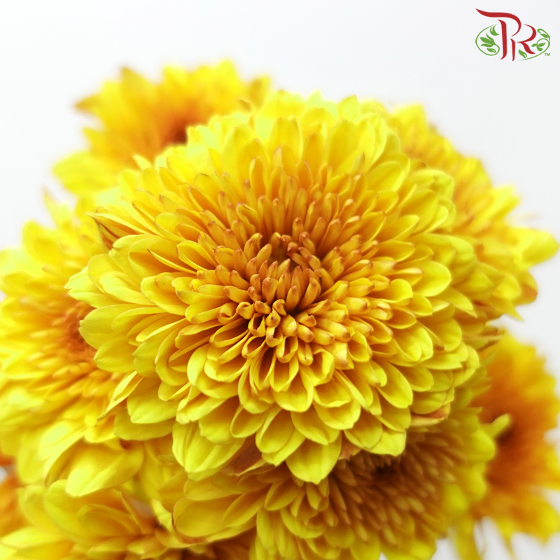Chrysanthemum Pompom - Copito Golden Brown (12 Stems)-Golden Brown-Malaysia-prflorist.com.my