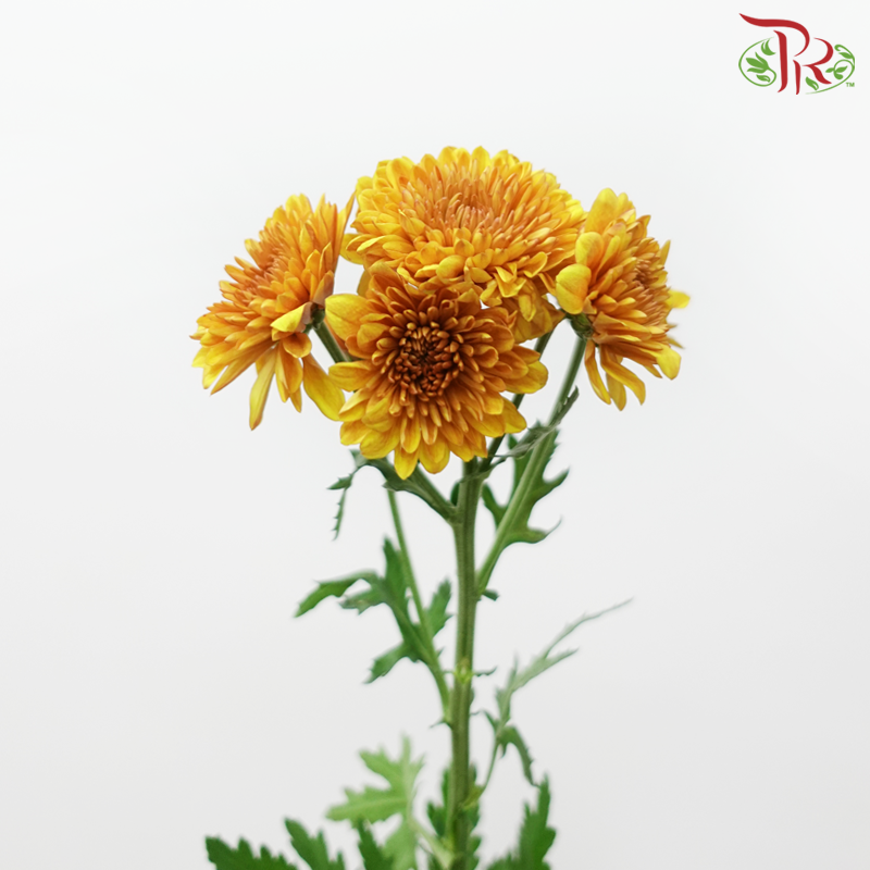 Chrysanthemum Pompom - Copito Golden Brown (12 Stems)-Golden Brown-Malaysia-prflorist.com.my