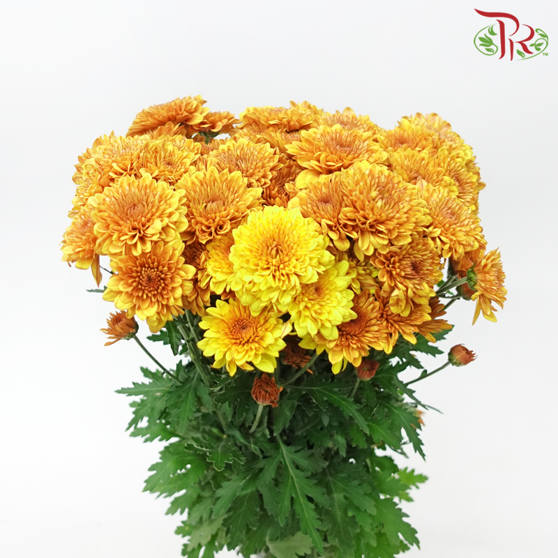 Chrysanthemum Pompom - Copito Golden Brown (12 Stems)-Golden Brown-Malaysia-prflorist.com.my