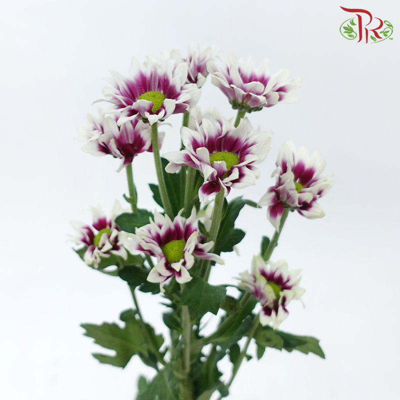 Chrysanthemum Pompom - Daisy Bicolor Purple & White (12 Stems)-Bicolor Purple & White-Malaysia-prflorist.com.my