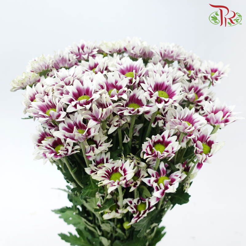 Chrysanthemum Pompom - Daisy Bicolor Purple & White (12 Stems)-Bicolor Purple & White-Malaysia-prflorist.com.my