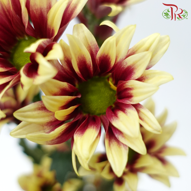 Chrysanthemum Pompom - Daisy Bicolor Yellow Red (12 Stems)-Bicolor Yellow Red-Malaysia-prflorist.com.my