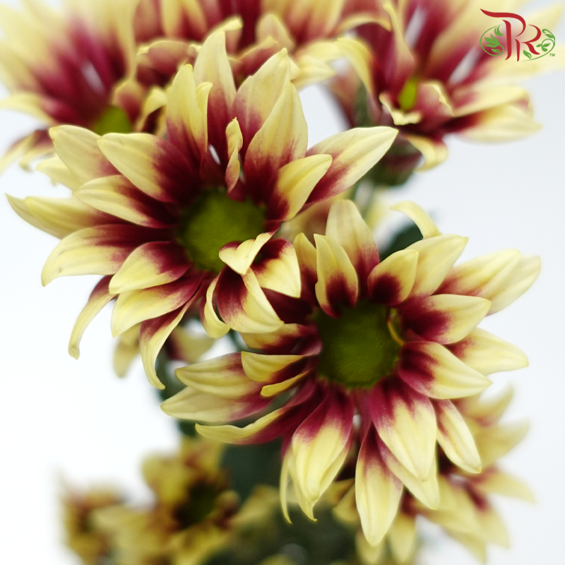 Chrysanthemum Pompom - Daisy Bicolor Yellow Red (12 Stems)-Bicolor Yellow Red-Malaysia-prflorist.com.my