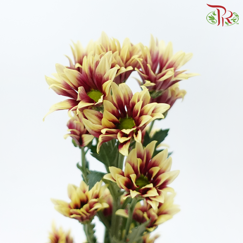 Chrysanthemum Pompom - Daisy Bicolor Yellow Red (12 Stems)-Bicolor Yellow Red-Malaysia-prflorist.com.my