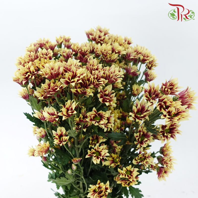 Chrysanthemum Pompom - Daisy Bicolor Yellow Red (12 Stems)-Bicolor Yellow Red-Malaysia-prflorist.com.my