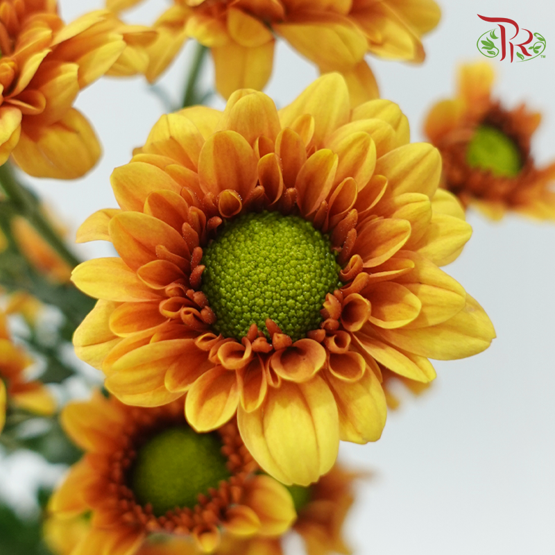 Chrysanthemum Pompom - Daisy Bicolour Brown & Yellow (12 Stems)-Bicolour Brown & Yellow-Malaysia-prflorist.com.my
