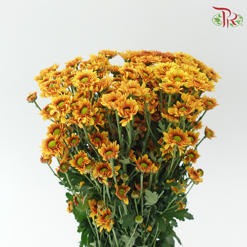 Chrysanthemum Pompom - Daisy Bicolour Brown & Yellow (12 Stems)-Bicolour Brown & Yellow-Malaysia-prflorist.com.my