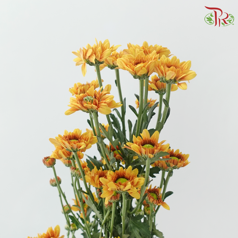 Chrysanthemum Pompom - Daisy Bicolour Brown & Yellow (12 Stems)-Bicolour Brown & Yellow-Malaysia-prflorist.com.my