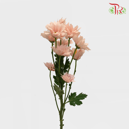 Chrysanthemum Pompom - Daisy Champagne (12 Stems)-Champagne-Malaysia-prflorist.com.my