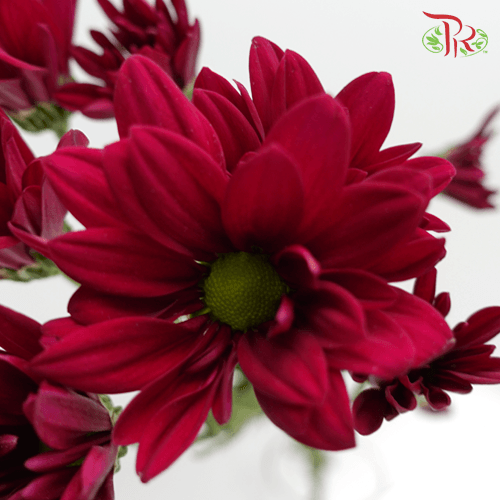 Chrysanthemum Pompom - Daisy Dark Maroon (12 Stems)-Red-Malaysia-prflorist.com.my