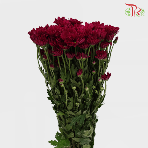 Chrysanthemum Pompom - Daisy Dark Maroon (12 Stems)-Red-Malaysia-prflorist.com.my