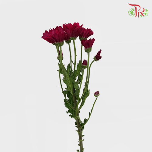 Chrysanthemum Pompom - Daisy Dark Maroon (12 Stems)-Red-Malaysia-prflorist.com.my