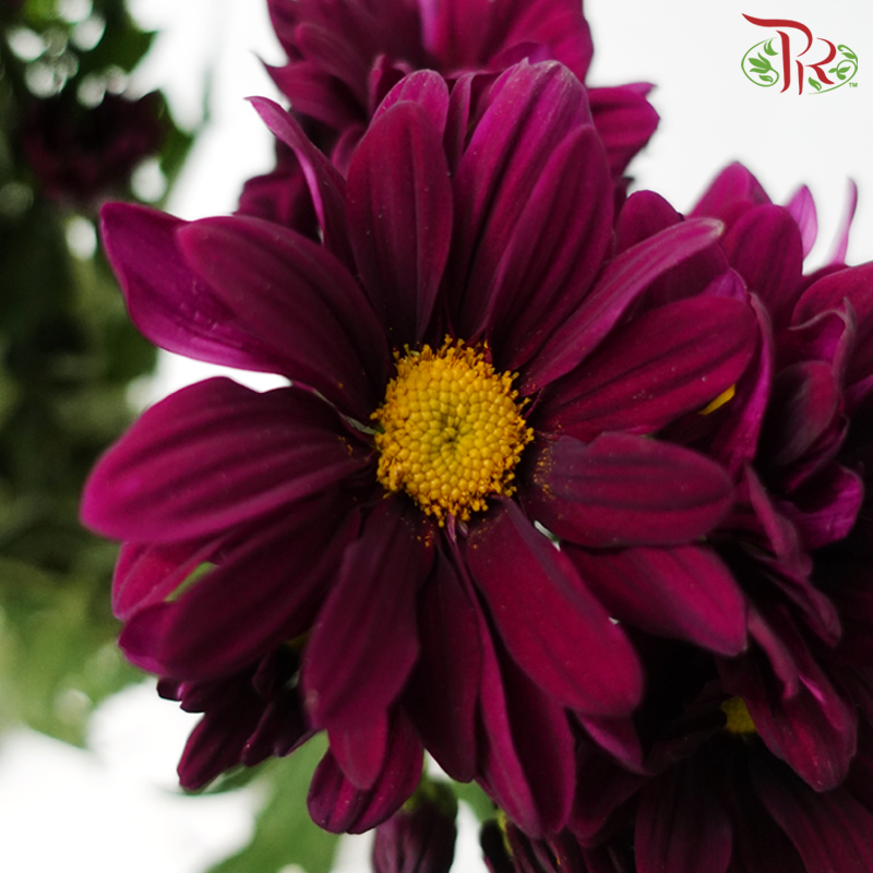 Chrysanthemum Pompom - Daisy Dark Purple With Yellow Heart (12 Stems)-Dark Purple With Yellow Heart-Malaysia-prflorist.com.my