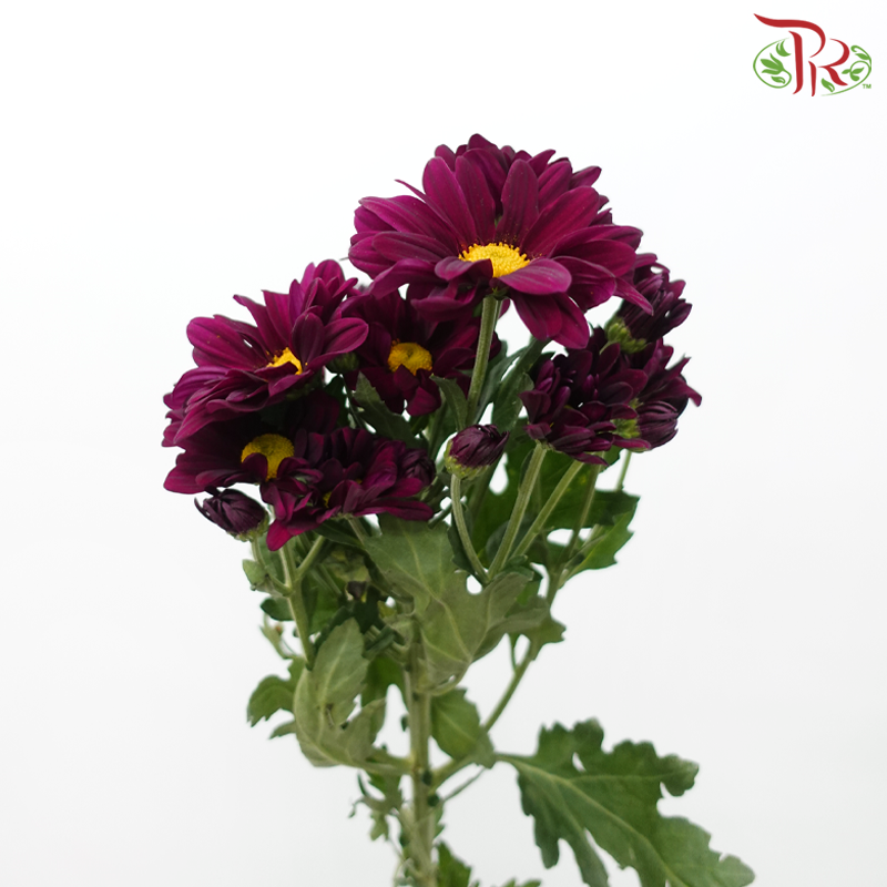 Chrysanthemum Pompom - Daisy Dark Purple With Yellow Heart (12 Stems)-Dark Purple With Yellow Heart-Malaysia-prflorist.com.my