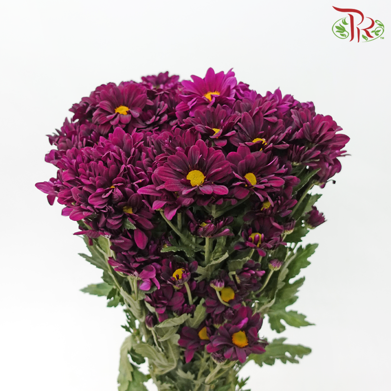 Chrysanthemum Pompom - Daisy Dark Purple With Yellow Heart (12 Stems)-Dark Purple With Yellow Heart-Malaysia-prflorist.com.my