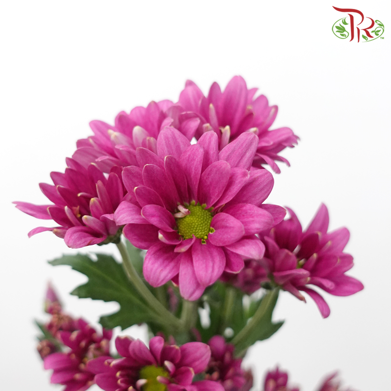 Chrysanthemum Pompom - Daisy Deep Lilac With Green Heart (12 Stems)-Deep Lilac With Green Heart-Malaysia-prflorist.com.my
