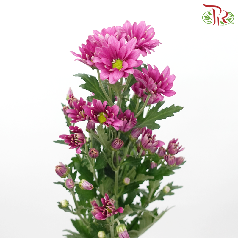 Chrysanthemum Pompom - Daisy Deep Lilac With Green Heart (12 Stems)-Deep Lilac With Green Heart-Malaysia-prflorist.com.my