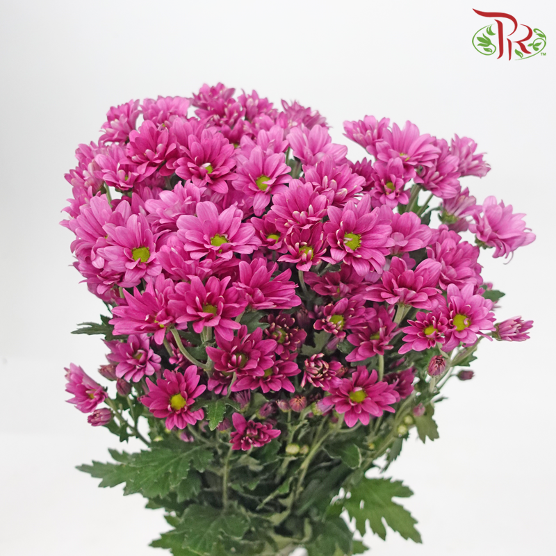 Chrysanthemum Pompom - Daisy Deep Lilac With Green Heart (12 Stems)-Deep Lilac With Green Heart-Malaysia-prflorist.com.my