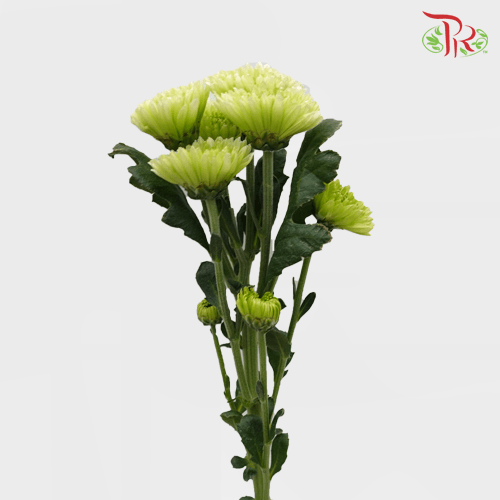 Chrysanthemum Pompom - Daisy Green (12 Stems)-Green-Malaysia-prflorist.com.my
