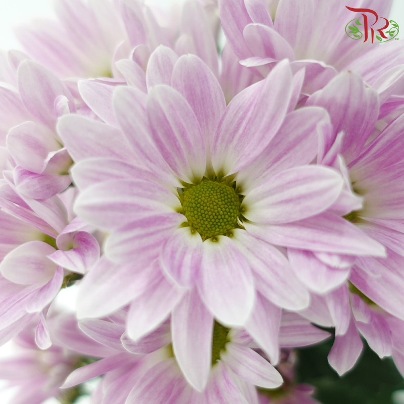 Chrysanthemum Pompom - Daisy Lilac With Green Heart (12 Stems)-Lilac-Malaysia-prflorist.com.my