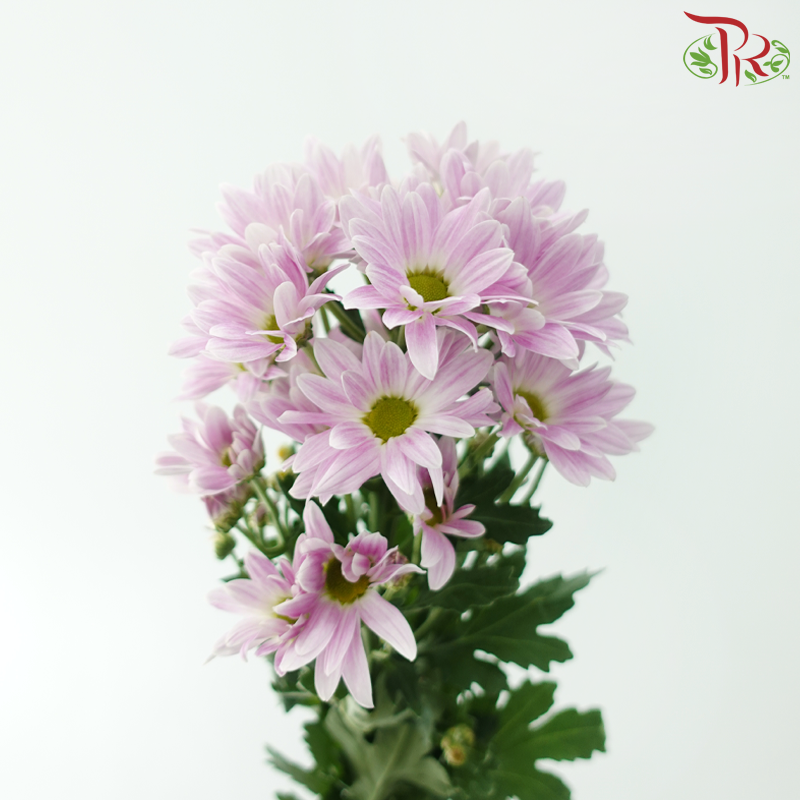 Chrysanthemum Pompom - Daisy Lilac With Green Heart (12 Stems)-Lilac-Malaysia-prflorist.com.my