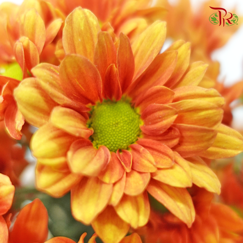 Chrysanthemum Pompom - Daisy Orange (12 Stems)-Orange-Malaysia-prflorist.com.my