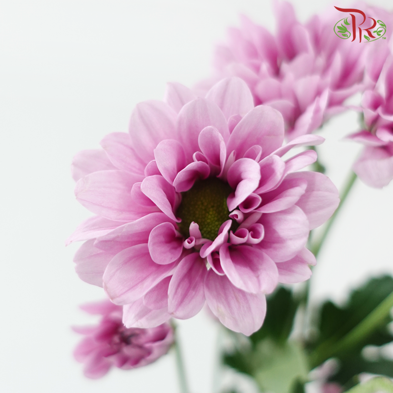 Chrysanthemum Pompom - Daisy Pink With Green Heart (12 Stems)-Pink-Malaysia-prflorist.com.my