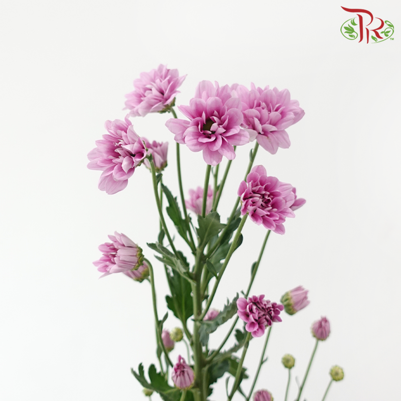 Chrysanthemum Pompom - Daisy Pink With Green Heart (12 Stems)-Pink-Malaysia-prflorist.com.my