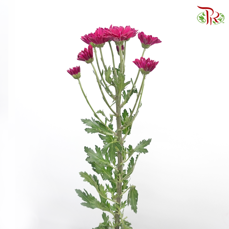 Chrysanthemum Pompom - Daisy Purple Green Heart (12 Stems)-Purple-Malaysia-prflorist.com.my