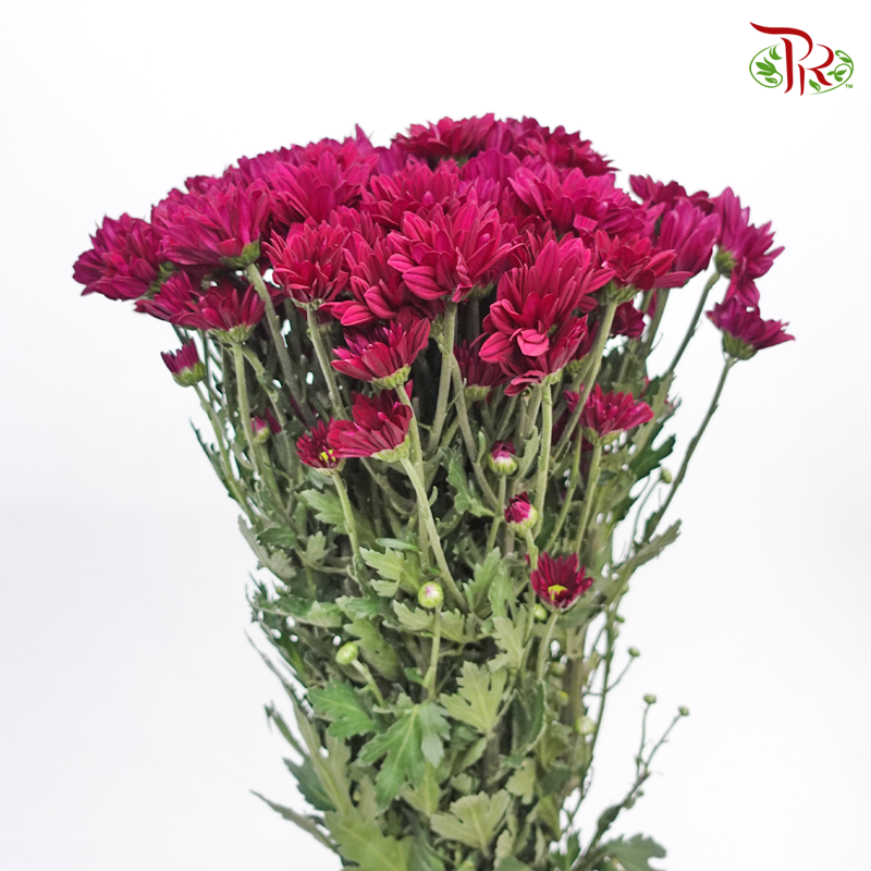 Chrysanthemum Pompom - Daisy Purple Green Heart (12 Stems)-Purple-Malaysia-prflorist.com.my