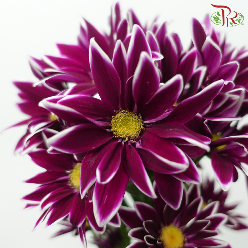Chrysanthemum Pompom - Daisy Purple With Outline (12 Stems)-Purple-Malaysia-prflorist.com.my