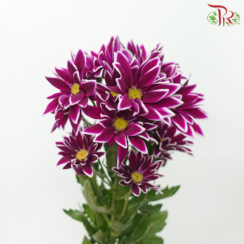 Chrysanthemum Pompom - Daisy Purple With Outline (12 Stems)-Purple-Malaysia-prflorist.com.my