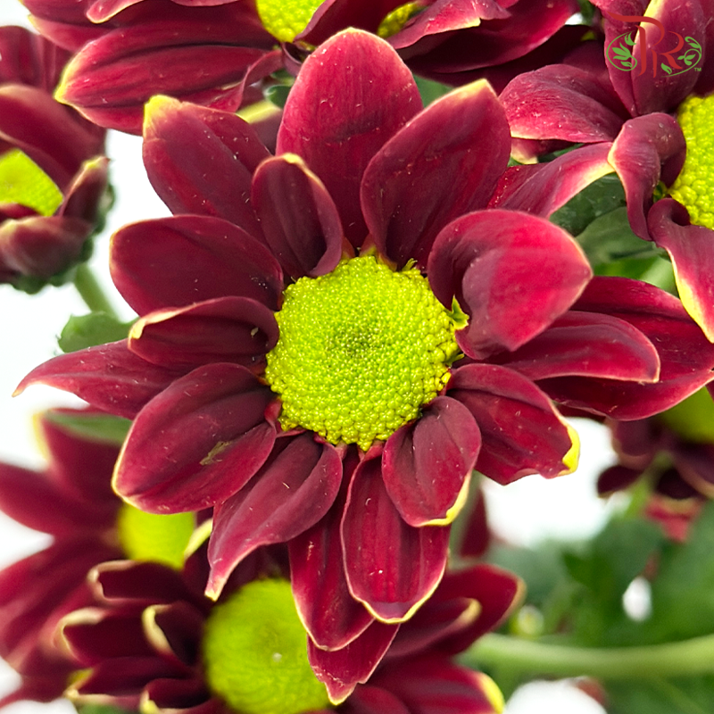 Chrysanthemum Pompom - Daisy Red With Green Heart (12 Stems)-Red With Green Heart-Malaysia-prflorist.com.my