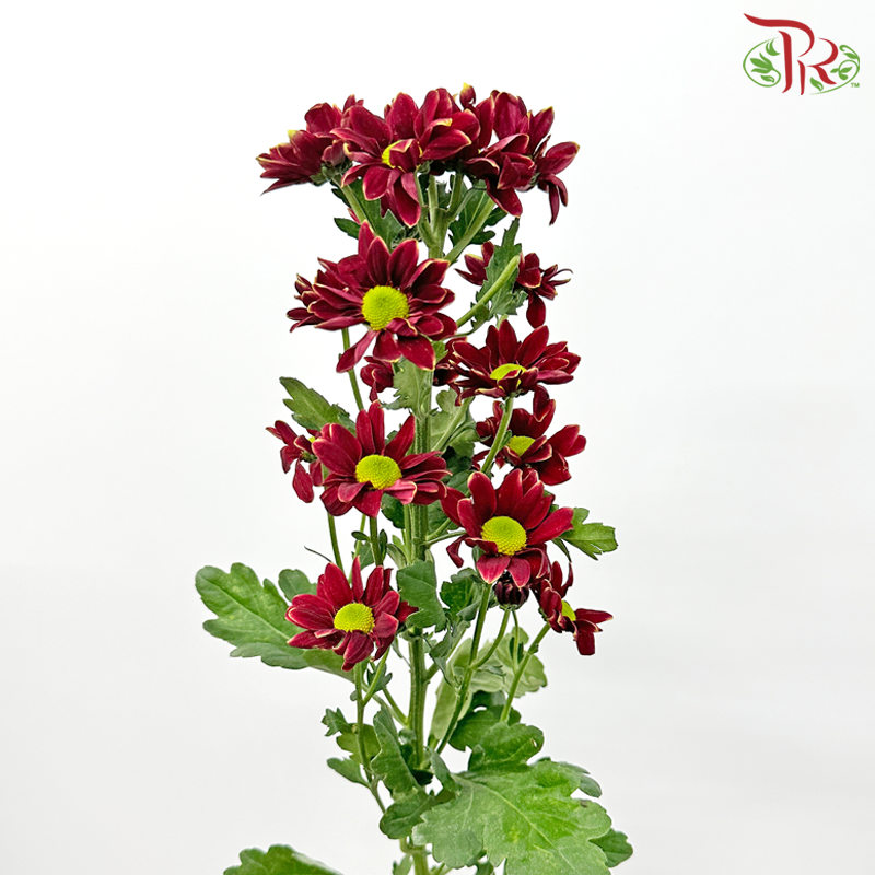 Chrysanthemum Pompom - Daisy Red With Green Heart (12 Stems)-Red With Green Heart-Malaysia-prflorist.com.my