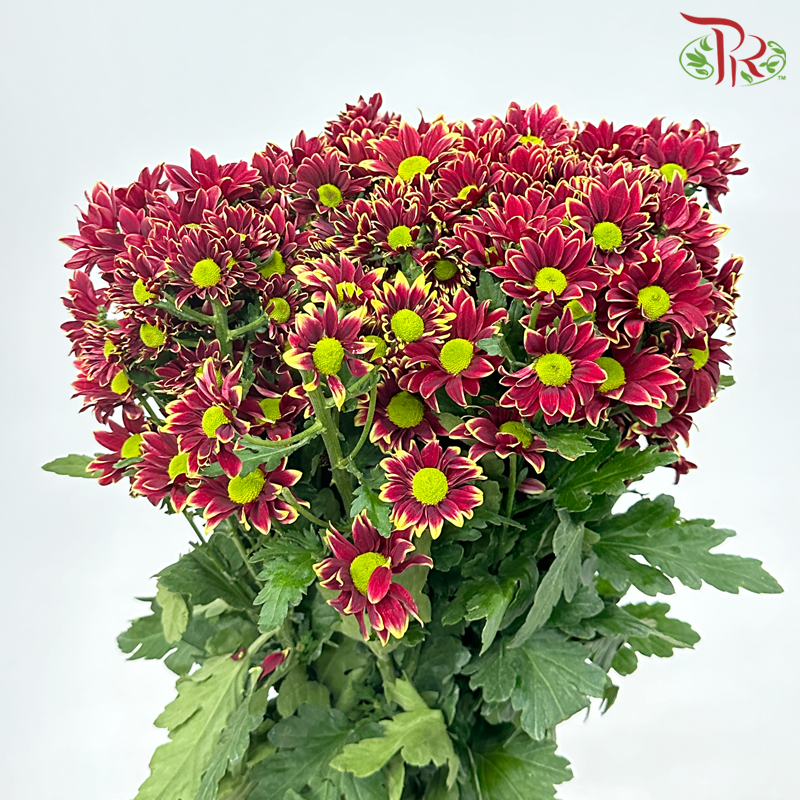 Chrysanthemum Pompom - Daisy Red With Green Heart (12 Stems)-Red With Green Heart-Malaysia-prflorist.com.my