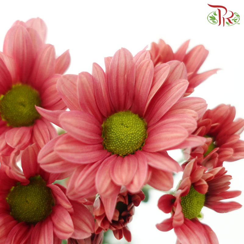 Chrysanthemum Pompom - Daisy Salmon Red (12 Stems)-Red-Malaysia-prflorist.com.my