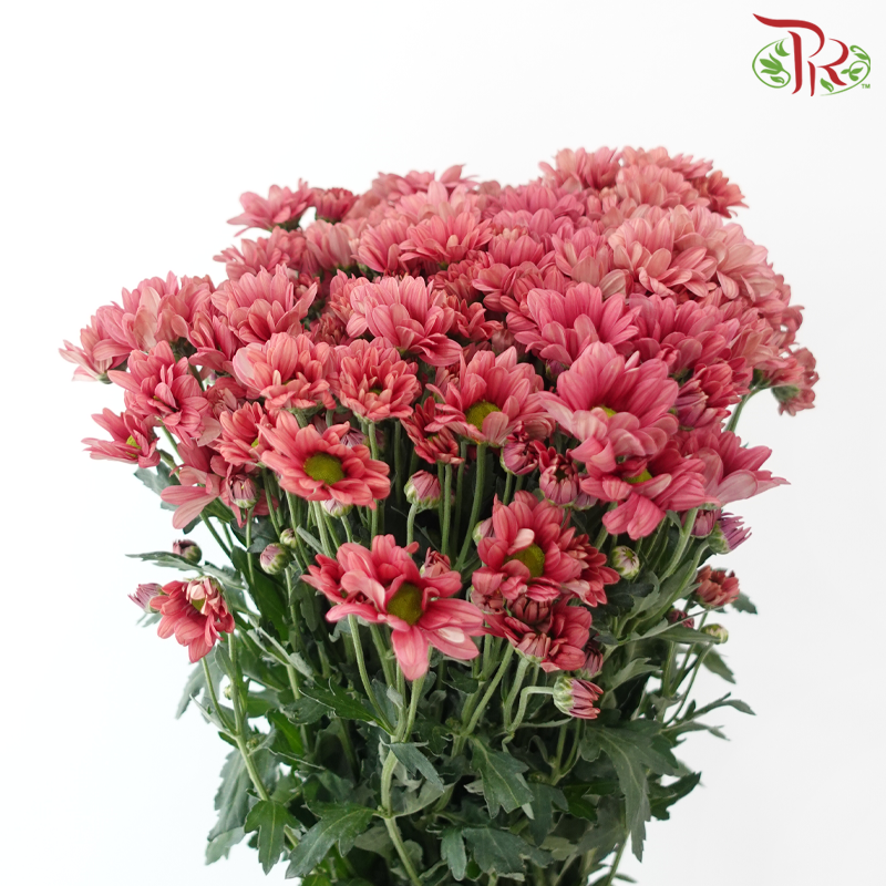 Chrysanthemum Pompom - Daisy Salmon Red (12 Stems)-Red-Malaysia-prflorist.com.my