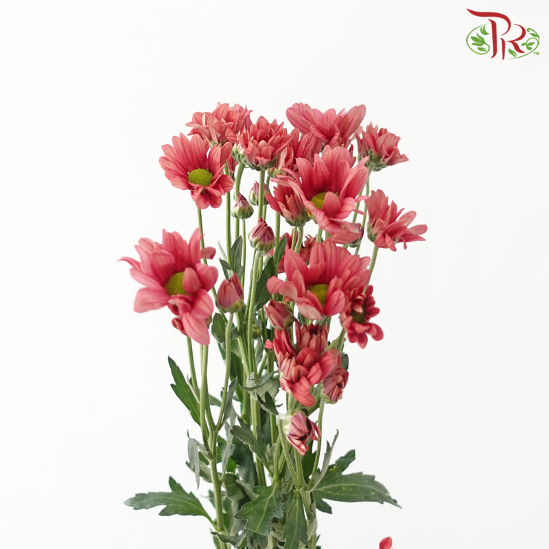 Chrysanthemum Pompom - Daisy Salmon Red (12 Stems)-Red-Malaysia-prflorist.com.my