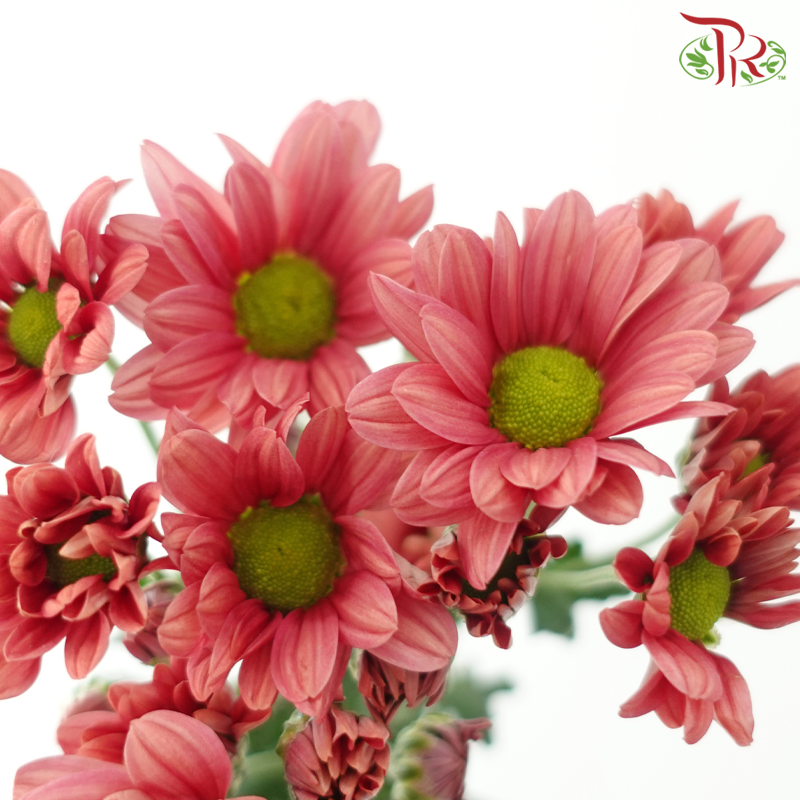 Chrysanthemum Pompom - Daisy Salmon Red (12 Stems)-Red-Malaysia-prflorist.com.my