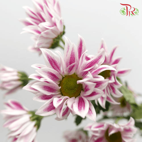 Chrysanthemum Pompom - Daisy Tiger Pink (12 Stems)-Pink-Malaysia-prflorist.com.my