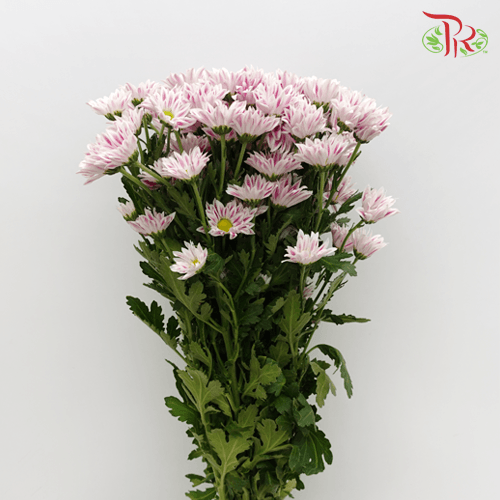 Chrysanthemum Pompom - Daisy Tiger Pink (12 Stems)-Pink-Malaysia-prflorist.com.my