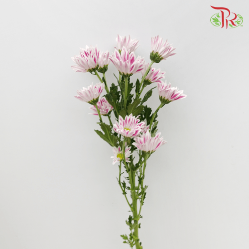 Chrysanthemum Pompom - Daisy Tiger Pink (12 Stems)-Pink-Malaysia-prflorist.com.my