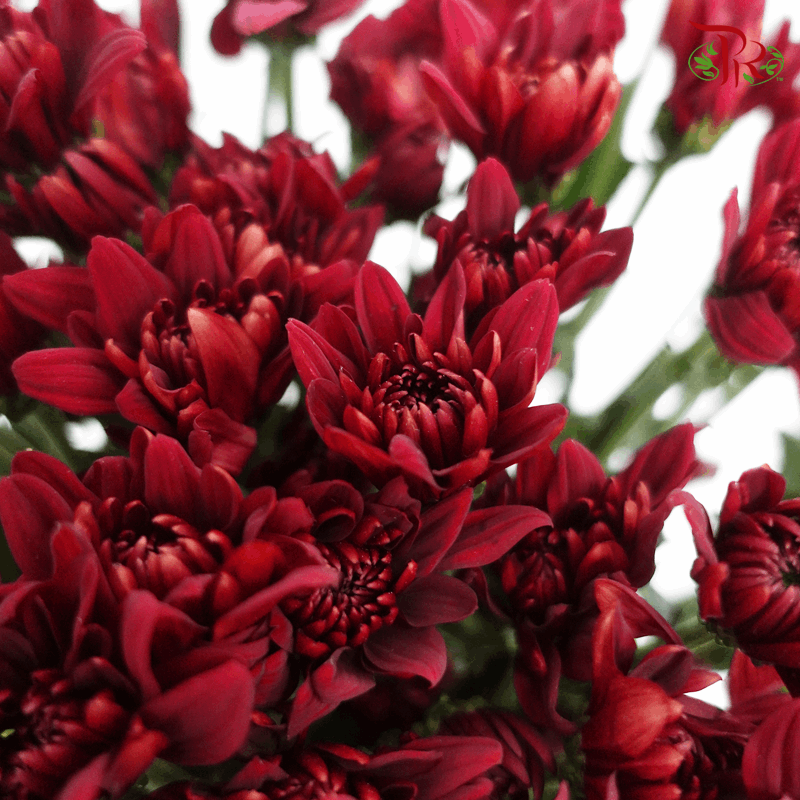 Chrysanthemum Pompom - Full Maroon (12 Stems)-Maroon-Malaysia-prflorist.com.my