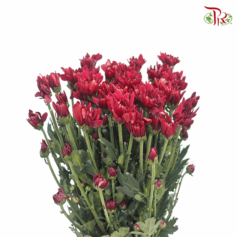 Chrysanthemum Pompom - Full Maroon (12 Stems)-Maroon-Malaysia-prflorist.com.my