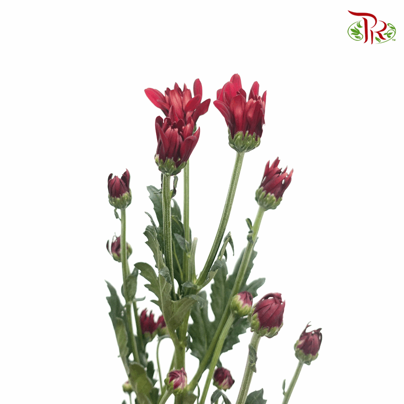 Chrysanthemum Pompom - Full Maroon (12 Stems)-Maroon-Malaysia-prflorist.com.my
