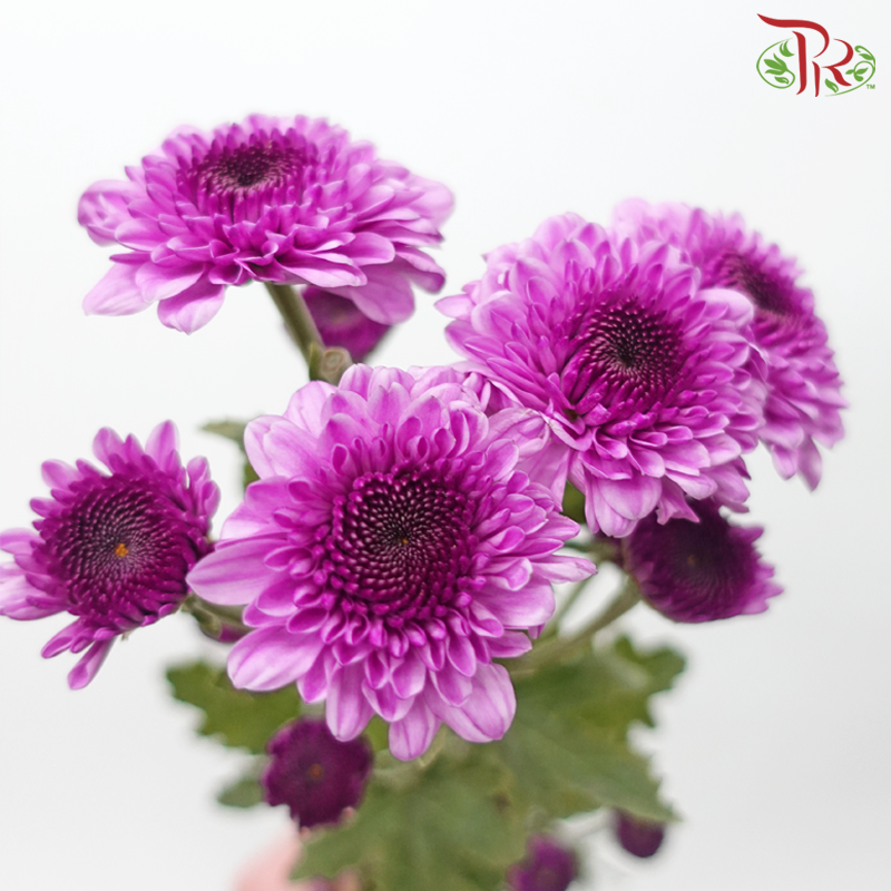 Chrysanthemum Pompom - Hardy Dark Purple (12 Stems)-Dark Purple-Malaysia-prflorist.com.my